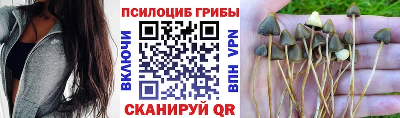 Псилоцибиновые грибы Psilocybe  Карабулак 